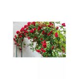 Taşkar Peyzaj Kırmızı Kokulu Sarmaşık Gül Fidanı (Yediveren - Tüplü) 100 Cm
