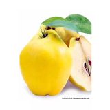 Taşkar Peyzaj Limon Ekşi Ayva Fidanı Aşılı ( 2 Yaş \ Tüplü \ 80-100 Cm)