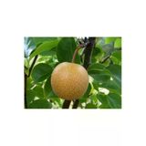 Taşkar Peyzaj Naşi - Japon Armut Fidanı ( Aşılı - 2 Yaş) - Tüplü - 100-120 Cm