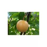 Taşkar Peyzaj Naşi - Japon Armut Fidanı Aşılı ( 2 Yaş \ Tüplü \ 80-100 Cm)