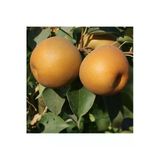 Taşkar Peyzaj Naşi - Japon Armut Fidanı Aşılı ( Tüplü \ 80-100 Cm)