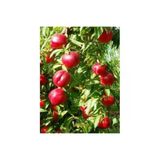 Taşkar Peyzaj Nektarin - Tüysüz Şeftali - Fidanı ( Aşılı - 2 Yaş) - Tüplü - 10