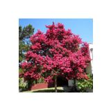Taşkar Peyzaj Oya Ağacı Fidanı Pembe ( Tüplü) 30 -40 cm