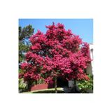 Taşkar Peyzaj Oya Ağacı Fidanı Pembe ( Tüplü) 60-100 Cm