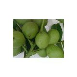 Taşkar Peyzaj Payne Ceviz Fidanı Aşılı ( Açık Köklü \ 60-80 Cm)