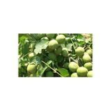 Taşkar Peyzaj Pedro Ceviz Fidanı ( 2 Yaş - Tüplü) 40-60 Cm