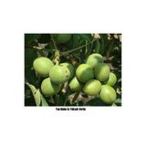 Taşkar Peyzaj Pedro Ceviz Fidanı Aşılı ( Açık Köklü \ 70-100 Cm)