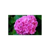 Taşkar Peyzaj Pembe Ortanca Çiçeği Fidanı ( Tüplü)25-35Cm