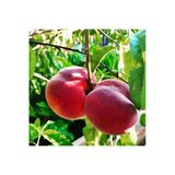 Taşkar Peyzaj Red Elegant Şeftali Fidanı Aşılı ( 2 Yaş \ Tüplü \ 80-100 Cm)