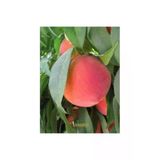 Taşkar Peyzaj Red Haven Şeftali Fidanı ( Aşılı - 2 Yaş) - Tüplü - 100-120 Cm