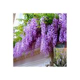 Taşkar Peyzaj Saksılı Kokulu Mor Salkım Fidanı 40-60 Cm