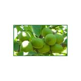 Taşkar Peyzaj Şebin Ceviz Fidanı ( 2 Yaş - Tüplü) 40-60 Cm