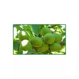 Taşkar Peyzaj Şebin Ceviz Fidanı Aşılı ( Tüplü \ 40-60 Cm)