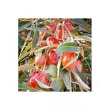 Taşkar Peyzaj Sultani Iri Meyveli Iğde Fidanı Aşılı ( 2 Yaş \ Açık Köklü \ 70-100 Cm)