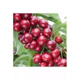 taşkar peyzaj Sweet Heart Kiraz Fidanı Aşılı ( 2 Yaş / Tüplü / 80-100 cm )