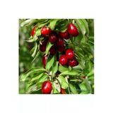 Taşkar Peyzaj Tüplü Kızılcık Fidanı 40-70 Cm