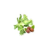 taşkar peyzaj Uzun Fındık Fidanı ( Tüplü / 30-50 cm )