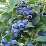 taşkar peyzaj Yaban Mersini Fidanı Blueberry Bluecrop Saksıda