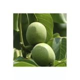 Taşkar Peyzaj Yalova Ceviz Fidanı Aşılı ( Açık Köklü \ 60-80 Cm)