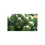 Taşkar Peyzaj Yalova Ceviz Fidanı Aşılı ( Tüplü \ 40-60 Cm)