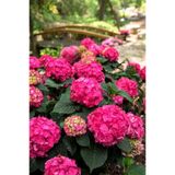 Tatlı Pembe Canlı Ortanca Çiçeği Fidanı 10-20 Cm
