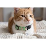Tatucha Premium Galaxy Harmony Kedi Boyun Tasması, Yeşil, 11x35 cm, Özel Koleksiyon