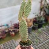 Tavşan Kaktüs / SARI Dikenli (Opuntia Microdasys Albata) 5.5 Cm Saksıda