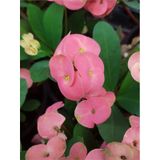 Tayland Mili - Dikenler Tacı Iri Pembe Çiçek Açan 5.5cm Saksılı-9074638245585