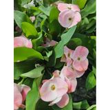 Tayland Milii - Dikenler Tacı İri Açık Pembe Çiçek Açan Bitki Boyu 5-7 Cm'dir 5.5cm Saksılı