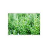 Taze Biberiye(Ağaçtan Yeni Toplanmış) (50 Gr) Fresh Rosemary