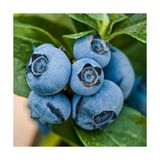Taze Dükkan Yaban Mersini (Blueberry, Likapa) 2500 gr - 2,5 kg