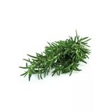 Taze Yaş Biberiye (Rosemary) 25Gr
