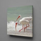 Technopa Beyaz Flamingolar 70x70 cm Kanvas Tablo