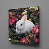 Technopa Beyaz Tavşan 70x70 cm Kanvas Tablo