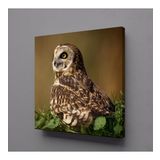 Technopa Kahverengi Baykuş 70x70 cm Kanvas Tablo