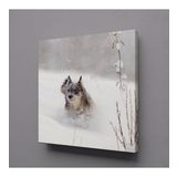 Technopa Kahverengi Kurt 50x50 cm Kanvas Tablo