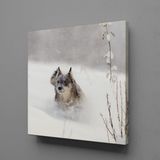 Technopa Kahverengi Kurt 80x80 cm Kanvas Tablo