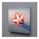 Technopa Kırmızı Beyaz Çiçek Tanesi 60x60 cm Kare Kanvas Tablo
