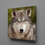 Technopa Kurt 50x50 cm Kanvas Tablo