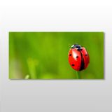Technopa Uğur Böceği 100x50 cm Kanvas Tablo