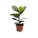 Tek Dal 20-45Cm Kauçuk Bitkisi - Ficus Elastica Ev, Ofis, Salon, İç Mekan Bitkisi, SRD03022025BYB404