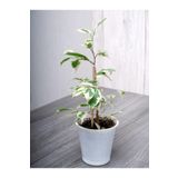 Tek Dal Alacalı Beyaz Benjamin (40-70Cm)1 Adet Tüplü İç/Dış Mekan Bitkisi, SRD04022025BYB497