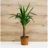 Tek Gövdeli Yuka Çiçeği (Avize Çiçeği - Yucca Elephantipes)