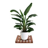 Tekerleksiz Ahşap Saksı Altlığı Damacana Tüp Saksı Sehpası 30x30 Cm