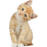 Tekir Kedi Turuncu Yavru Araba Sticker 18 cm Model 3