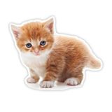 Tekir kedi turuncu yavru araba Sticker 18Cm Model1