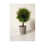TeknoKapsül Modern Top Formlu Yapay Çam Bonsai, Taş Dolgulu Gri Saksıda Mini Ağaç, Çalışma Masası ve Raf Dekorasyonu