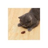 teknom Kedi oyuncağı pilli hamam böceği oyuncak hamam böceği hareketli