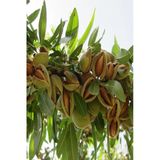 Teksas Badem Fidanı Aşılı Yüksek Verimli (Soğuğa Dayanıklı) 70-90 Cm, BTSM44