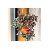 Telgraf Çiçeği Askılı Saksı Tradescantia Zebrina Çiçeği, 3538949561